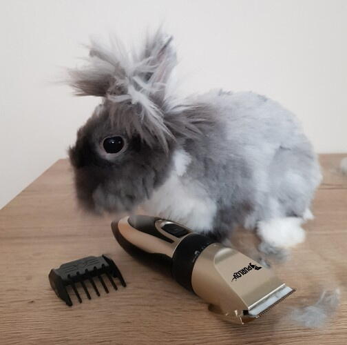 Masina de tuns animale, caini, pisici, 4 Piepteni de Ghidare, Silentios, 5 Trepte Taiere