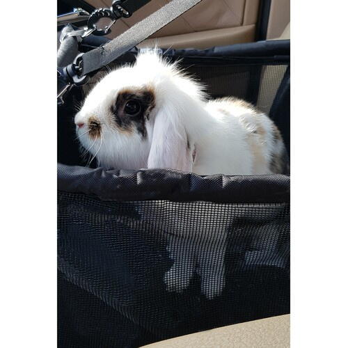 Geanta Transport Animale, Impermeabil, Tip Scaun Auto, Pentru Caine, Pisica, Iepure, 40x40x32cm