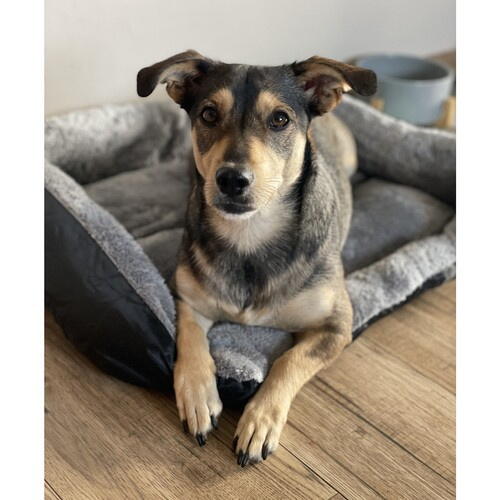 Culcus pentru animale, Dreptunghiular, Interior calduros, Umplutura moale, Dimensiune Exterioara 60x45 cm